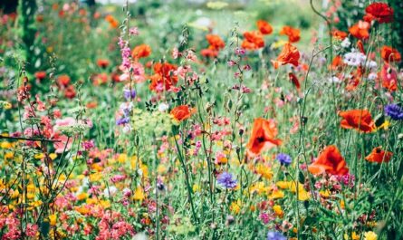 fleurs des champs