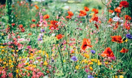 fleurs des champs